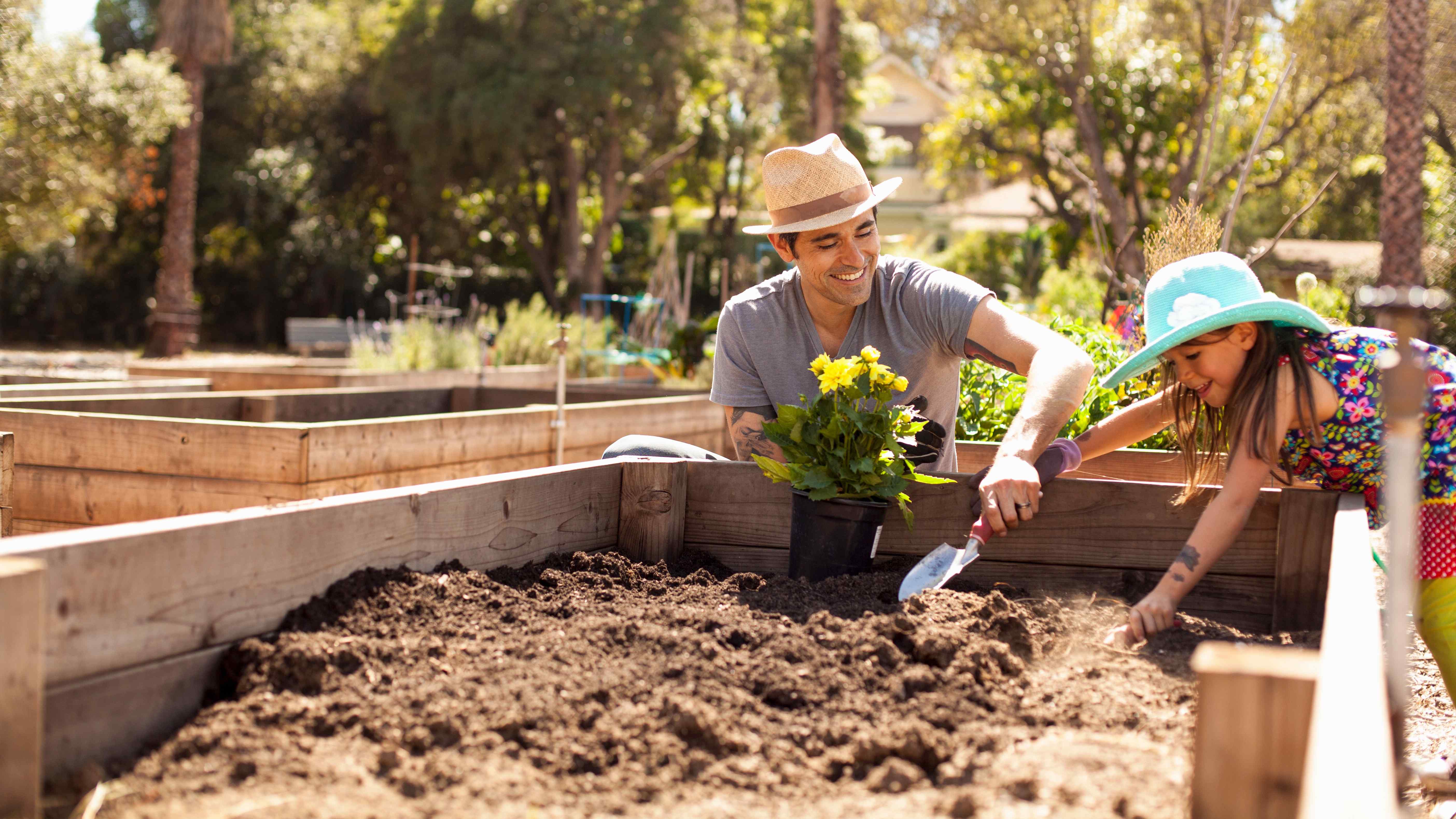 Father and daughter planting flowers in a raised garden bed 